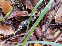 56024535512824032470209545328196049974326006n